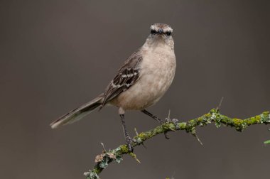 Tebeşir kaşlı alaycı kuş, La Pampa Eyaleti, Patagonya, Arjantin