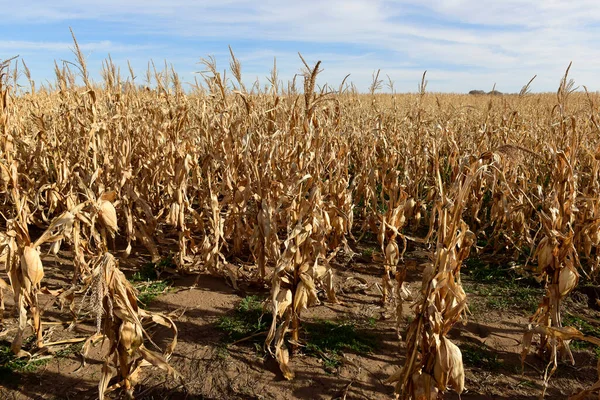 アルゼンチン ブエノスアイレス州 アルゼンチン アルゼンチンの田舎で収穫準備ができている植物で栽培されているトウモロコシのコブ — ストック写真