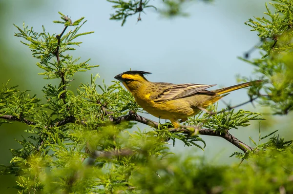 Cardeal Amarelo Gubernatrix Cristata Espécies Ameaçadas Pampa Argentina — Fotografia de Stock