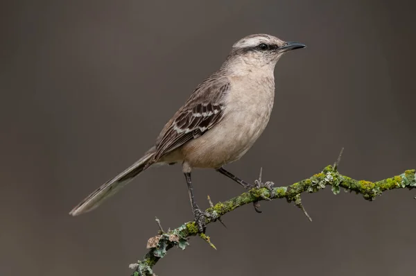 Chalk Browed Mockingbird Pampa Province Patagonia Argentina — Stock fotografie