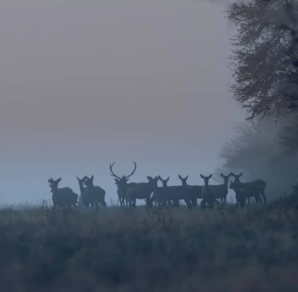 Red Deer Herd Fog Argentina Parque Luro Nature Reserve Pampa — Stock Photo, Image