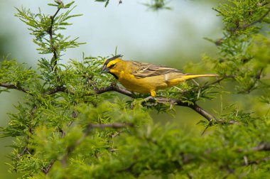 Sarı Kardinal, Gubernatrix Cristata, La Pampa, Arjantin 'de nesli tükenmekte olan türler