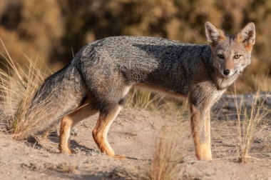 Pampas çimen ortamında Pampas Gri Tilkisi, La Pampa ili, Patagonya, Arjantin.