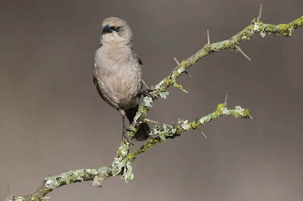 Bay Bevingad Cowbird Calden Skogsmiljö Pampa Provinsen Patagonien Argentina — Stockfoto
