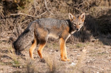 Pampas çimen ortamında Pampas Gri Tilkisi, La Pampa ili, Patagonya, Arjantin.