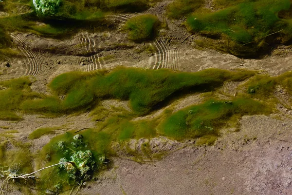 Algas Verdes Medio Acuático Patagonia Argentina — Foto de Stock