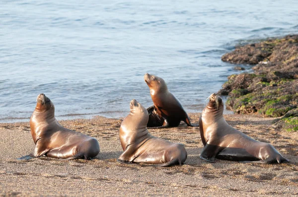 Lwy Morskie Plaży Półwysep Valdes Lista Światowego Dziedzictwa Unesco Patagonia — Zdjęcie stockowe