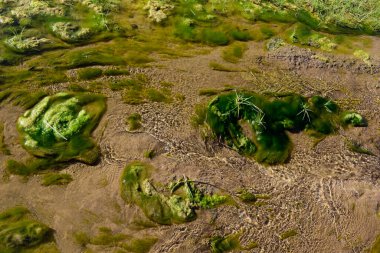 Su ortamında yeşil algler, Patagonya, Arjantin.