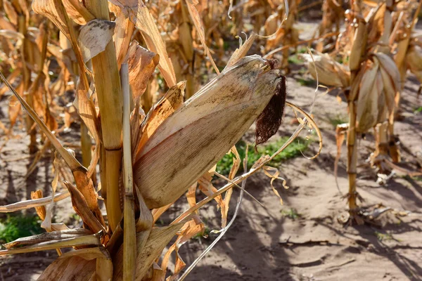 Кукурузный Початок Растет Растениях Готовых Сбору Урожая Аргентина Провинция Буэнос — стоковое фото