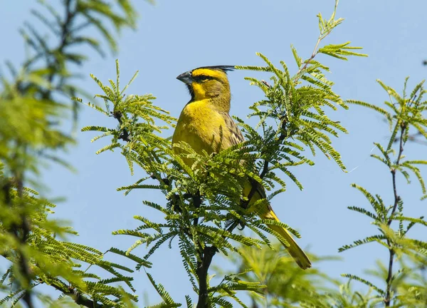 Yellow Cardinal Gubernatrix Cristata Endangered Species Pampa Argentina — Stock fotografie