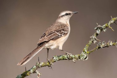 Tebeşir kaşlı alaycı kuş, La Pampa Eyaleti, Patagonya, Arjantin