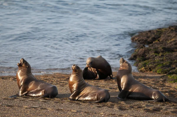 Leones Del Mar Playa Valdés Península Patrimonio Humanidad Patagonia Argentina —  Fotos de Stock