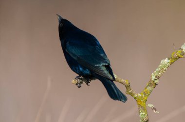 Calden Ormanı 'nda Bay winged Cowbird, La Pampa Eyaleti, Patagonya, Arjantin.