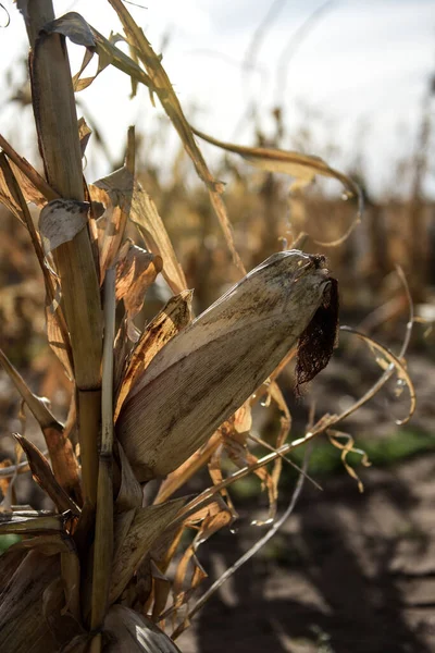 Maiskolbenanbau Auf Erntereifer Pflanze Argentinisches Land Provinz Buenos Aires Argentinien — Stockfoto