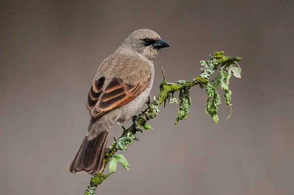 stock image Bay winged Cowbird in Calden forest environment, La Pampa Province, Patagonia, Argentina.