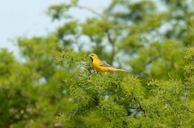 Sarı Kardinal, Gubernatrix Cristata, La Pampa, Arjantin 'de nesli tükenmekte olan türler