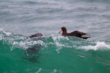 Giant Petrel , Peninsula Valdes, Unesco World heritage site, Chubut Province, Patagonia, Argentina. clipart