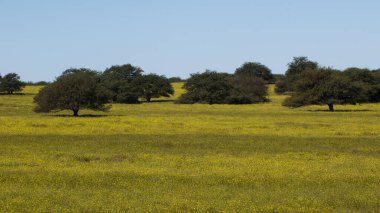 Pampas Ovası, La Pampa Eyaleti, Patagonya, Arjantin.