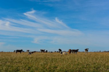 Cows grazing in the field, in the Pampas plain, Argentina clipart