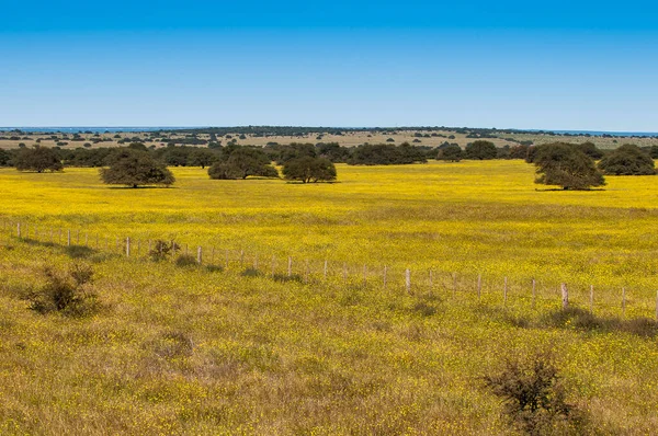 Blomsterfält Pampasslätten Provinsen Pampa Patagonien Argentina — Stockfoto