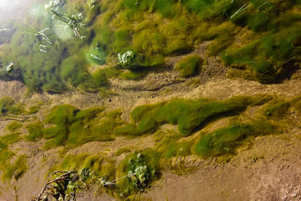 Algas Verdes Medio Acuático Patagonia Argentina —  Fotos de Stock