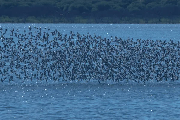 Vogelschwarm Flug Pampa Argentinien — Stockfoto