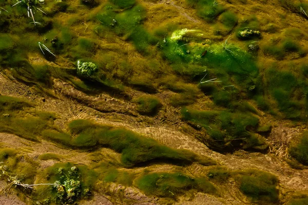Algues Vertes Milieu Aquatique Patagonie Argentine — Photo