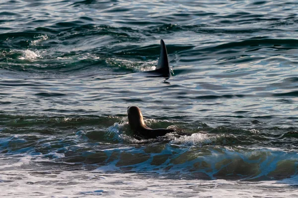 아르헨티나 파타고니아 해안에서 바다사자를 사냥하는 범고래 — 스톡 사진