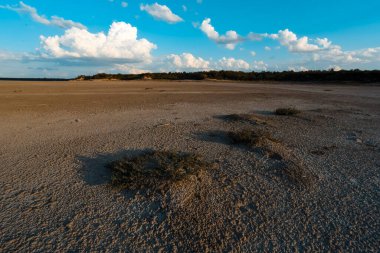 Calden orman arazisi, Prosopis Caldenia bitkileri, La Pampa ili, Patagonya, Arjantin.