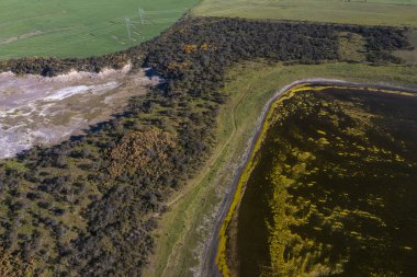 Calden orman arazisi, Prosopis Caldenia bitkileri, La Pampa ili, Patagonya, Arjantin.