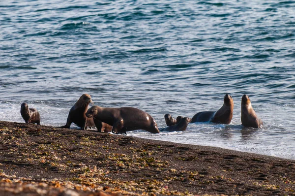 Tätningar Stranden — Stockfoto