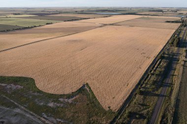 Buğday tarlası hasat için hazır, Pampas ovasında, La Pampa, Arjantin.