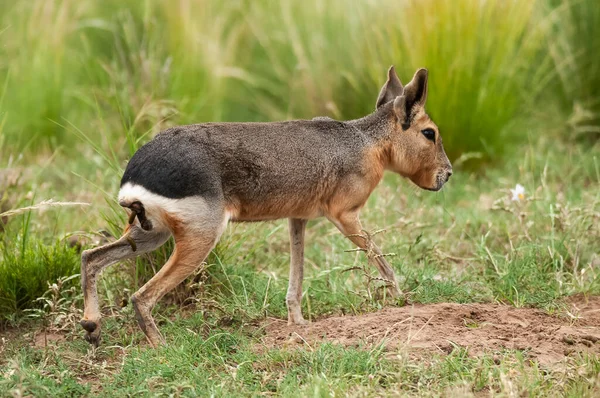 Cavi Patagônia Ambiente Pastagens Pampas Província Pampa Patagônia Argentina — Fotografia de Stock