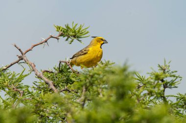 Sarı Kardinal, Gubernatrix Cristata, La Pampa, Arjantin 'de nesli tükenmekte olan türler