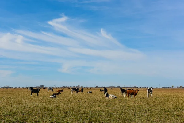 Vacas Pastando Campo Llanura Las Pampas Argentina —  Fotos de Stock
