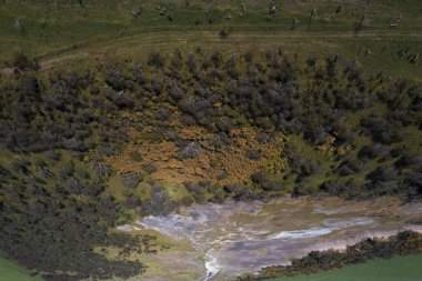 Calden orman arazisi, Prosopis Caldenia bitkileri, La Pampa ili, Patagonya, Arjantin.