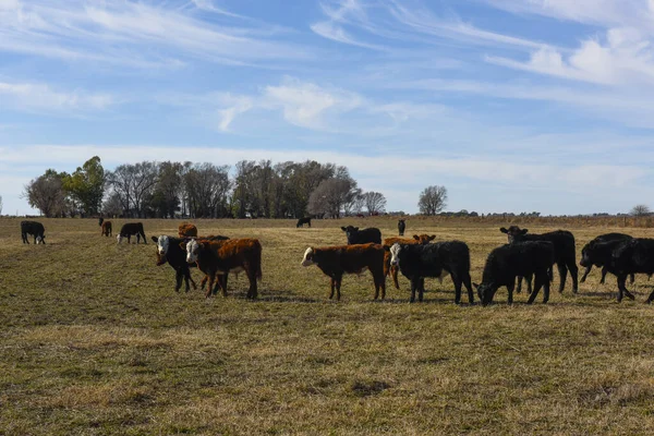 畑の牛の放牧 パンパス平原 アルゼンチン — ストック写真