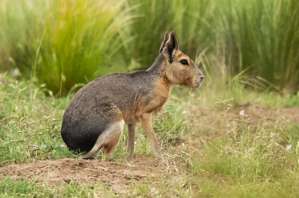 Patagońskie Cavi Środowisku Trawiastym Pampas Prowincja Pampa Patagonia Argentyna — Zdjęcie stockowe