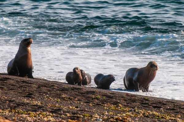 Lobos Marinos Peninsula Valdes Chubut Patagonia Argentina — Foto de Stock