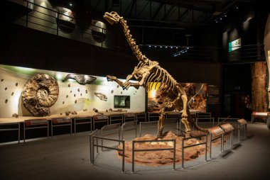 Soyu tükenmiş Titanosaurus Australis, Patagonya, Arjantin 'in fosil kafatası..