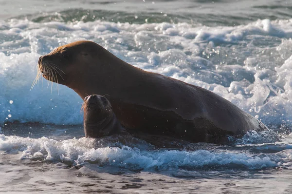 Mother Baby Sea Lion Peninsula Valdes Chubut Patagonia Argentina — Stok fotoğraf