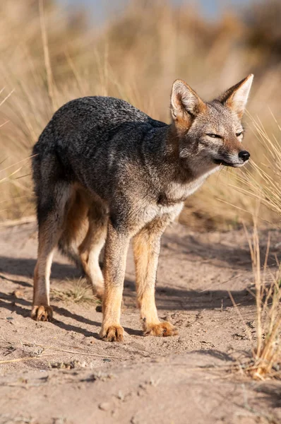 Pampas Raposa Cinzenta Ambiente Grama Pampas Província Pampa Patagônia Argentina — Fotografia de Stock