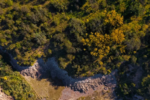 Calden orman arazisi, Prosopis Caldenia bitkileri, La Pampa ili, Patagonya, Arjantin.