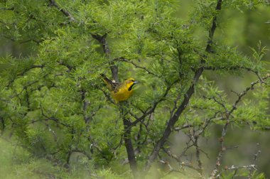 Sarı Kardinal, Gubernatrix Cristata, La Pampa, Arjantin 'de nesli tükenmekte olan türler