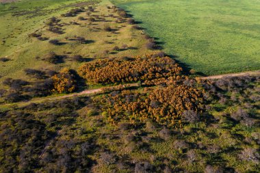 Calden orman arazisi, Prosopis Caldenia bitkileri, La Pampa ili, Patagonya, Arjantin.