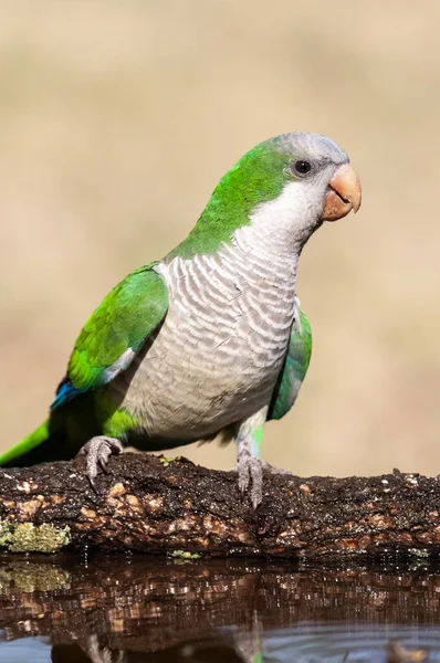 Parakeet Feeding Wild Fruits Pampa Patagonia Argentina — Stock Photo, Image