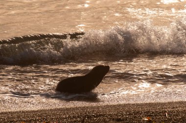 sea lion pup, Peninsula Valdes, Chubut, Patagonia, Argentina