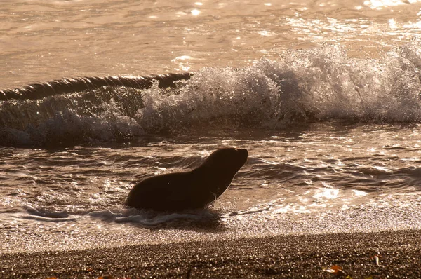 Sea Lion Pup Peninsula Valdes Chubut Patagonia Argentina — 图库照片