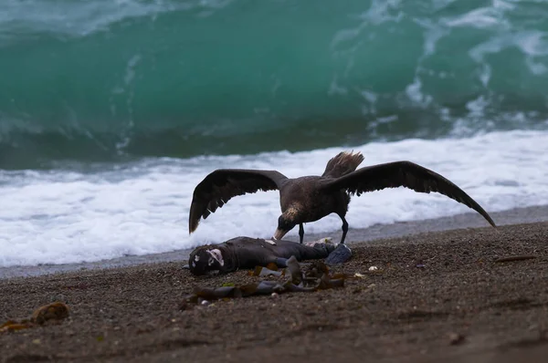 Gigantyczny Petrel Półwysep Valdes Lista Światowego Dziedzictwa Unesco Prowincja Chubut — Zdjęcie stockowe