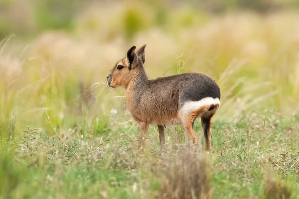 Patagońskie Cavi Środowisku Trawiastym Pampas Prowincja Pampa Patagonia Argentyna — Zdjęcie stockowe